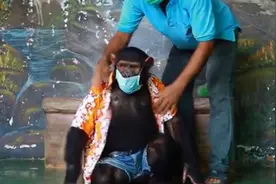 泰国动物园让黑猩猩戴口罩骑车消毒 遭动保人士愤怒抗议图片