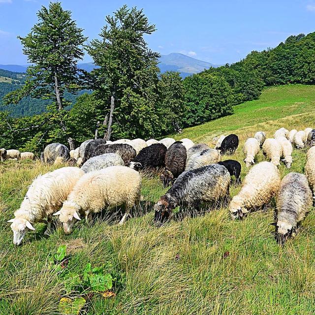 趣说生物：植物不吃不喝是如何长大的？