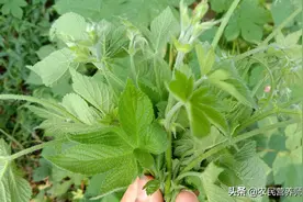 农民很不喜欢的草，想不到煮水厉害啦，还可以做菜吃图片