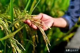 肉价不停涨，为何粮食价格就不能涨一涨？国家作出最新回应图片