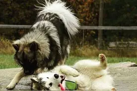 阿拉斯加犬向你示好的8个行为，每个动作都是在讨好你图片