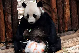 听说南昌动物园的大熊猫“美灵”上了个榜？快来看看图片
