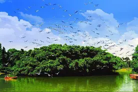 广东一棵大榕树，生于明末清初，今已成为知名景点，还被写进课本图片