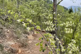 踏上安徽这座山，她忍不住落下泪图片