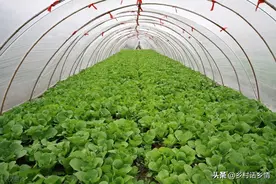 种好蔬菜要学会用食醋，防病防虫又高产，但大多数方法用错了图片
