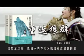 美原读书003|《重返狼群》：铁链困不住狼，留下是因为我爱你图片