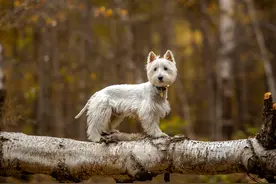 我想劝你养狗，也想劝退养狗图片