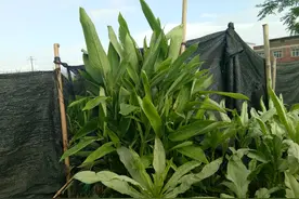 竹根薯-食疗蔬菜之一图片