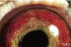 如何从鸽眼判断信鸽飞行能力好坏？图片