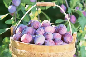 乌梅清咽又止泻，过量容易伤脾胃图片