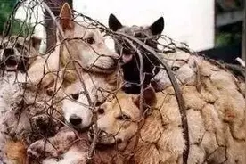 狗肉厂狗狗现状，德牧瑟瑟发抖，金毛不再微笑，二哈不敢犯二图片
