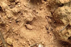 农村有种不起眼的昆虫，李时珍叫它“沙挼子”，网上卖四五千1斤图片