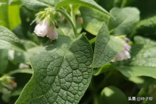 有关俄罗斯饲料菜畜牧价值，你想知道的都在这里了
