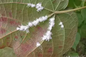 农村俗语：“要想消灭蚧壳虫，酒精、柴油全都行”，是真的吗？图片