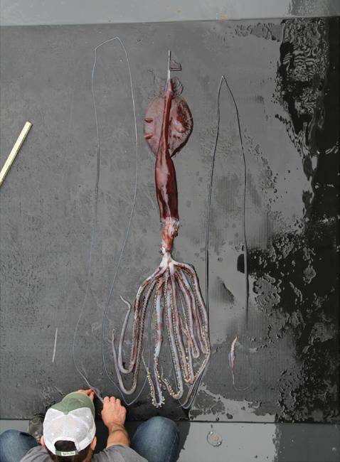 大触手怪的神话——大型头足类(一)