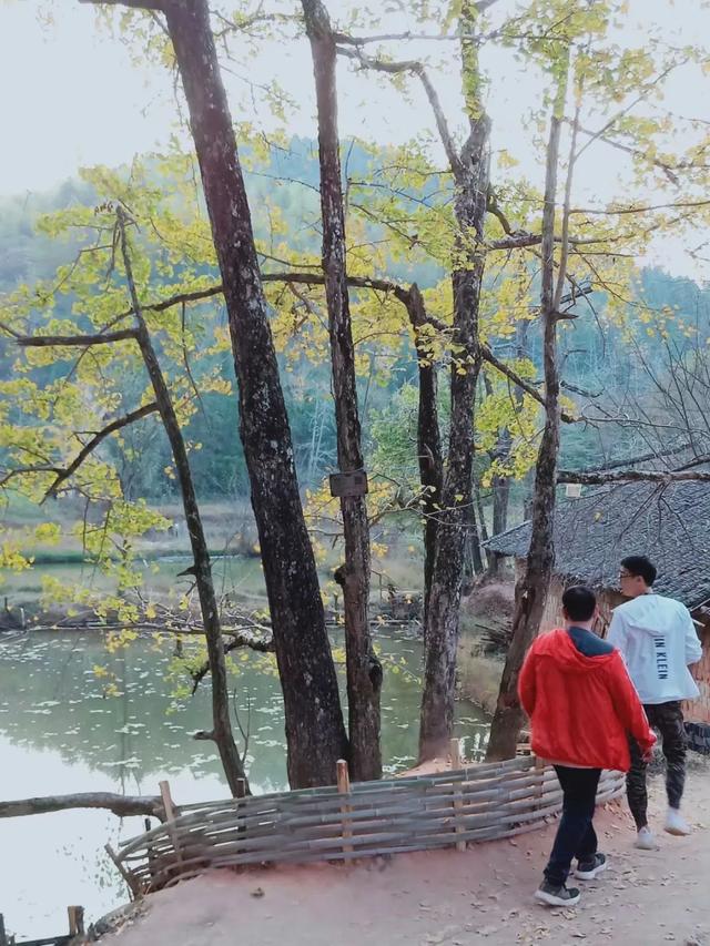 秋风吻尽银杏叶，艳遇醉美帽子峰