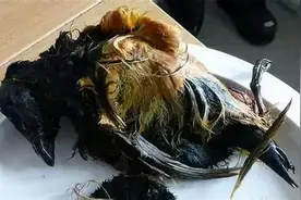 因纽特人的腌海雀“出圈了”，鲱鱼罐头屈居第二，堪比生化武器图片
