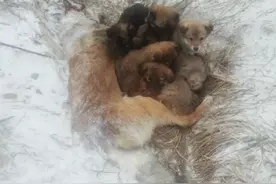 狗妈妈走失，零下20度被冻死在雪地，用身体温暖怀中7只幼崽图片