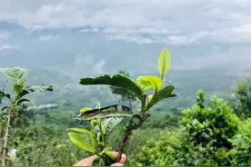 玉苍之南：一杯茶，品人生浮沉图片