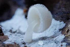 微观世界：罕见，这些蘑菇太美啦图片