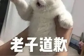 搞笑表情包图片：牵宝宝的手，快来让小猫咪抱抱图片