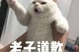 搞笑表情包图片：牵宝宝的手，快来让小猫咪抱抱图片