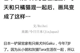 日本一柴犬以为自己是猫，每天和只橘猫混一起后，画风变成了这样图片