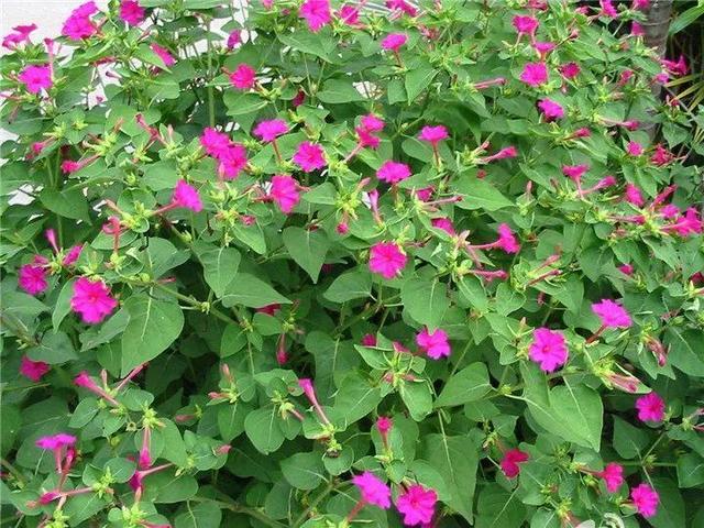 贝拉小蜜蜂草本身体乳