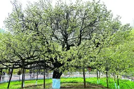哈尔滨市古梨园130多岁梨树花团锦簇“雪压枝”图片