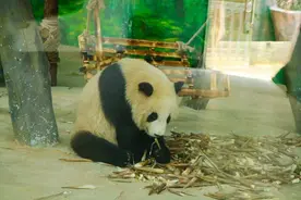 因为太能吃，大熊猫被马来西亚退货？当事大熊猫公开“退货”真相图片