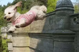 英国“鬼桥”，致600多只狗狗跳桥而亡，科学家最终找出“凶手”图片