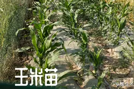 玉米田除草剂打完还有草，草长大了怎么办，能否再喷除草剂图片
