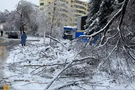 北方多地暴雪之后：蔬菜大棚被压塌20多户绝收，部分地区蔬菜价格上涨近一倍图片