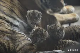 东北虎的温情时刻：虎妈妈为宝宝洗脸，虎宝眯着眼睛享受图片