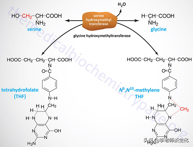 氨基酸的碳架氧化（二）