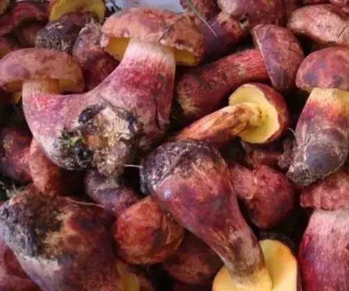 云南10种野生菌，你最喜欢吃哪几个？