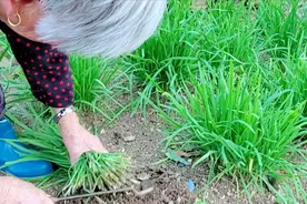 霜降以后，菜农一次割几十斤韭菜怎么存放？教你2招，20天也新鲜图片