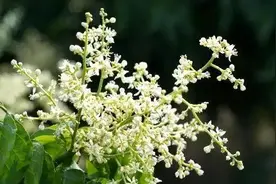 【1分钟学农技】黄皮春季花期管理要点图片