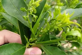 柑橘“杂虫”危害大，常年打药抗性大，不过用它不要怕，虫卵双杀图片