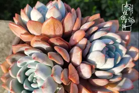 多肉小白和一群普货的奋斗史图片