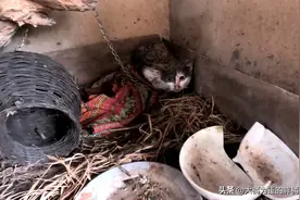 小猫被拴在破屋“等死”，主人搬家去城里，却又是他打电话救小猫图片
