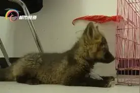 昆明市民捡到狐狸 警方提示饲养违法图片