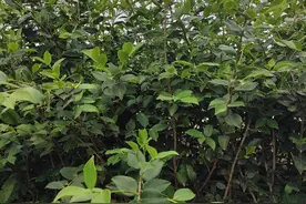 湖南中科果树油茶研究所高产油茶苗图片
