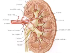 一文搞定肾脏解剖与生理图片