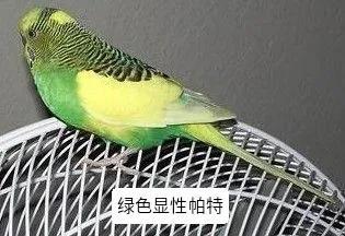 黄绿鱼鳞鹦鹉