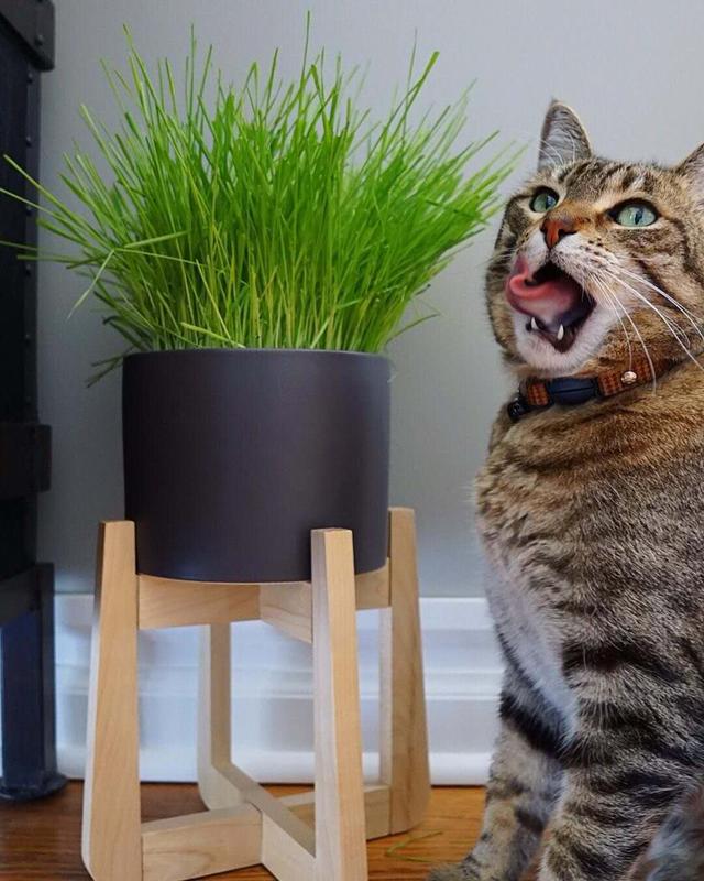 猫需要22种氨基酸，其中11种必不可少，牛磺酸是猫胆盐唯一来源