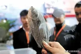 中央大街冰灯里鲫瓜子刚成网红，就被抠出来了？没事！还有鲤拐子泥鳅狗子图片