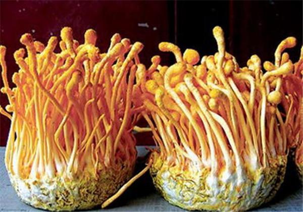 浜哄伐铔硅櫕鑽夋牻鍩规妧鏈紝鑳芥彁鍗囪浌铏崏浜ч噺锛岃繕鑳戒繚鎸佸叾钀ュ吇