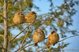 麻雀高达16亿只，没有灭绝风险还偷吃农作物，我国为什么要保护？图片