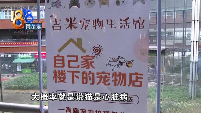 小猫死在烘干箱，是温度过高还是突发心脏病？